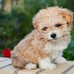 Moodle Puppies for Sale: Your Guide to Owning a Designer Companion