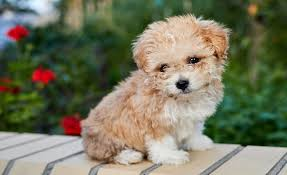 Moodle Puppies for Sale: Your Guide to Owning a Designer Companion