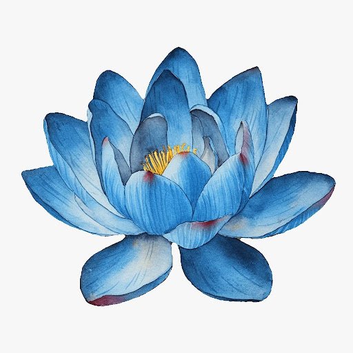 Egyptian Blue Lotus Flowers