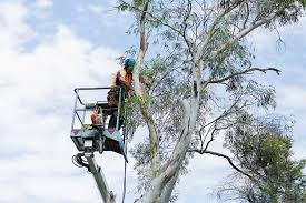 Top Reasons to Choose Expert Tree Services in the North Shore