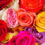 The Ultimate Valentine’s Day Flower Color Meaning Guide