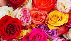 The Ultimate Valentine’s Day Flower Color Meaning Guide