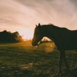 Common Issues That Can Affect the Coffin Bone and How to Prevent Them