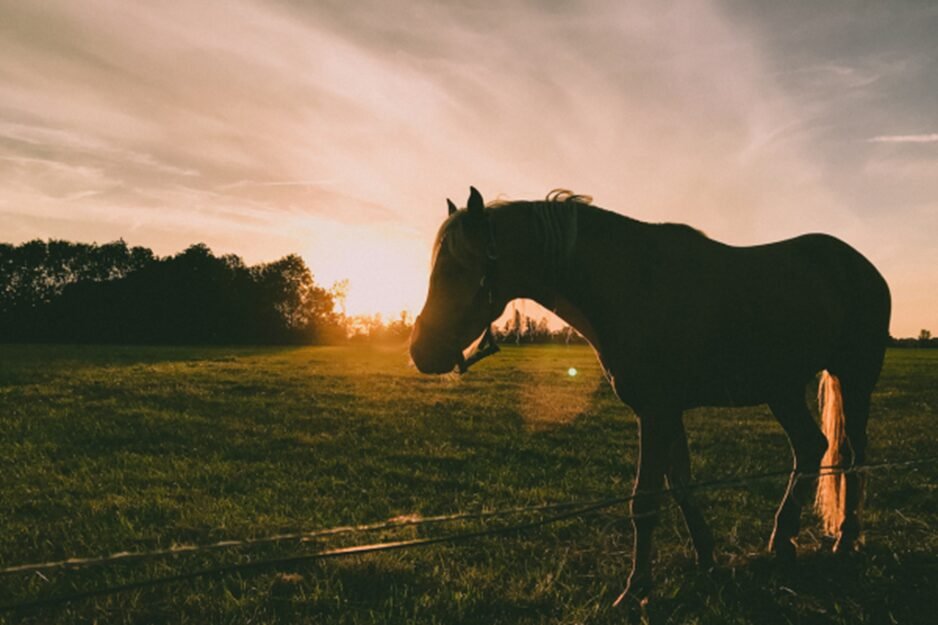 Common Issues That Can Affect the Coffin Bone and How to Prevent Them