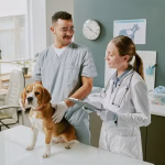 5 Essential Services Every Animal Hospital Should Offer